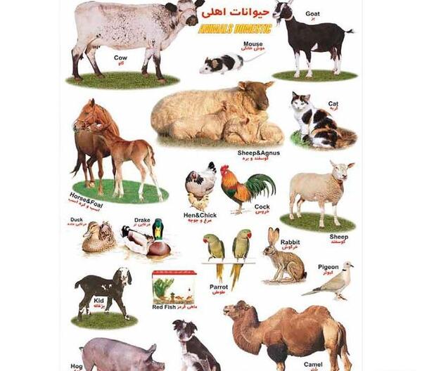 عکس کودکانه حیوانات اهلی و وحشی