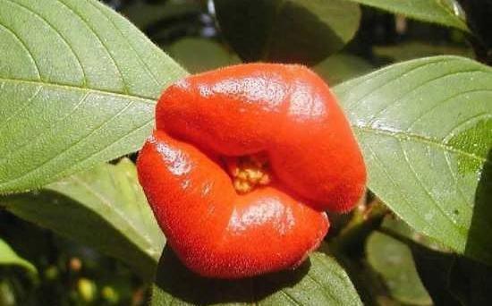 عکس گل های جالب جهان