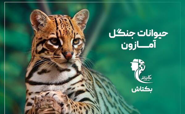 عکس حیوانات جنگل های آمازون