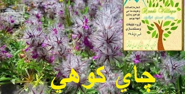 عکس گل علف چای
