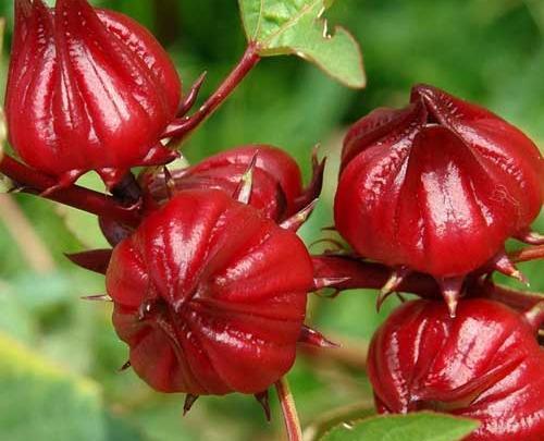 عکس گل علف چای
