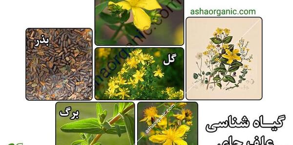 عکس گل علف چای