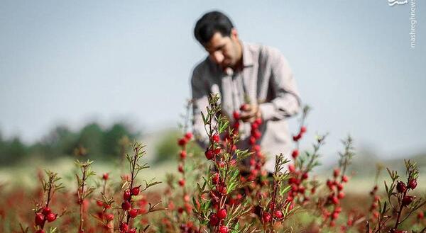 عکس گل علف چای