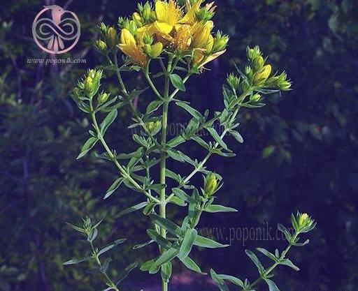 عکس گل علف چای
