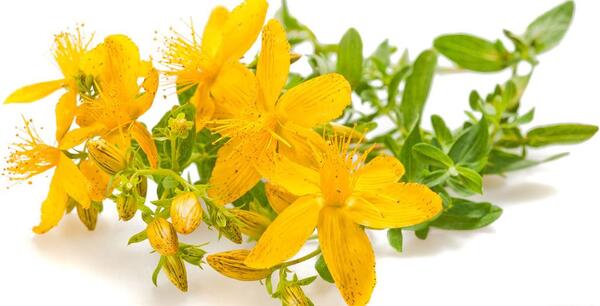 عکس گل علف چای