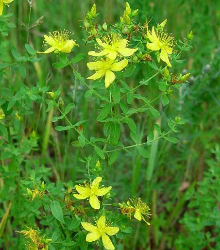 عکس گل علف چای