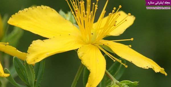 عکس گل علف چای