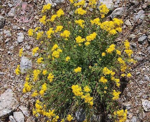 عکس گل علف چای
