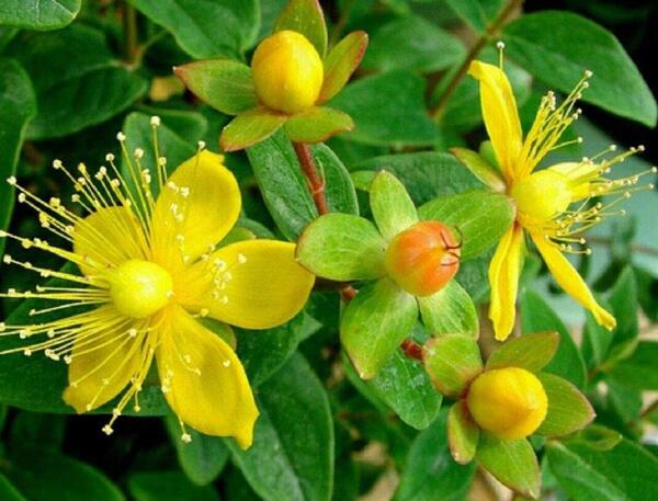 عکس گل علف چای