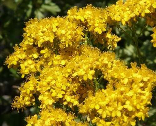 عکس گل علف چای