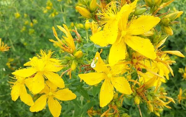 عکس گل علف چای