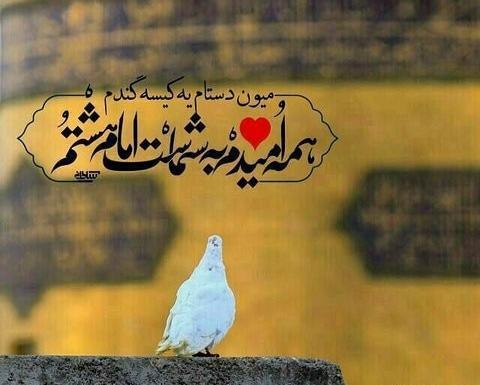 عکس دلتنگی برای حرم امام رضا