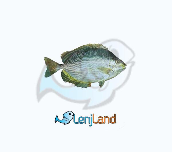 عکس ماهی حلوا بندری