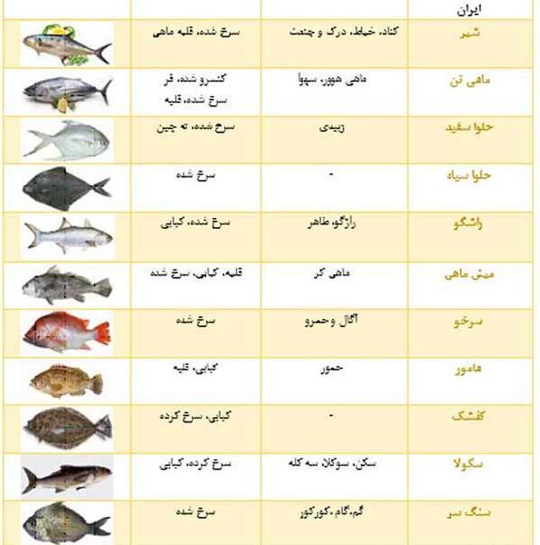 عکس ماهی حلوا بندری