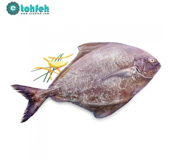 عکس ماهی حلوا بندری