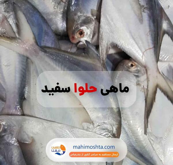 عکس ماهی حلوا بندری