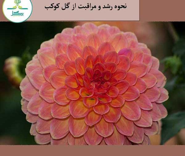 عکس گل کوکبی