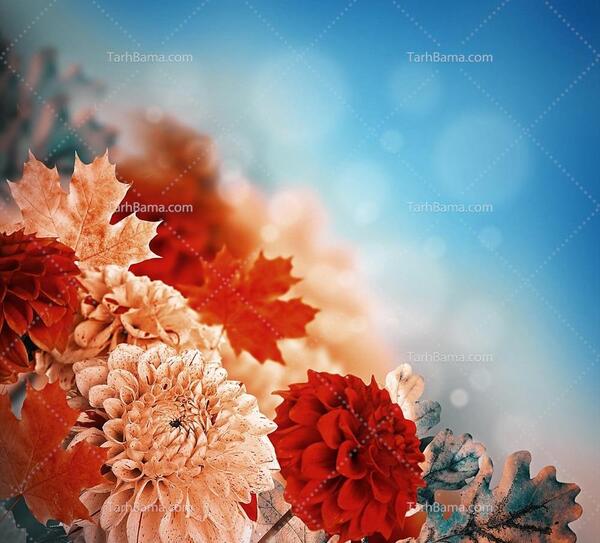 عکس گل کوکبی