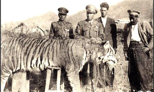 عکس حیوانات گربه سان