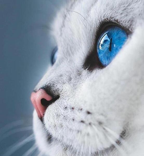 عکس پروفایل پسرانه با گربه