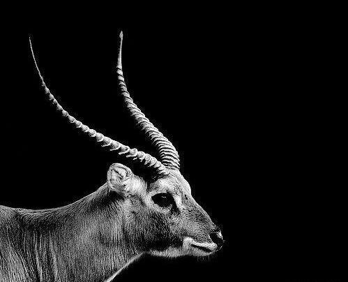 عکس های سیاه سفید حیوانات