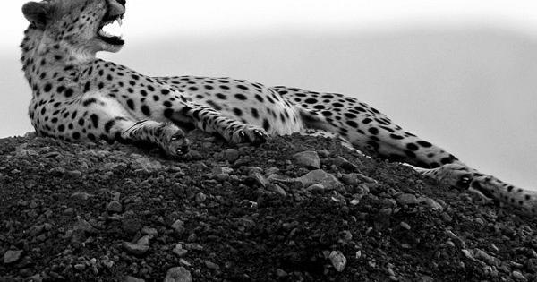 عکس های سیاه سفید حیوانات