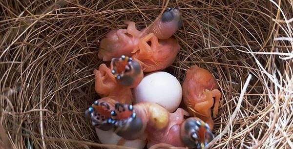 عکس بچه ی فنچ