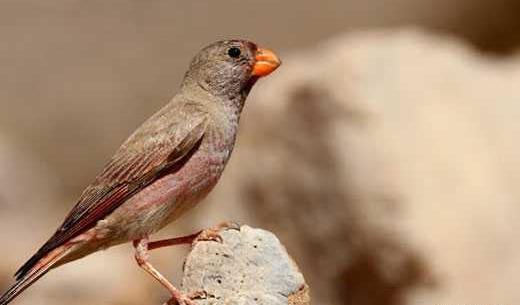 عکس بچه ی فنچ