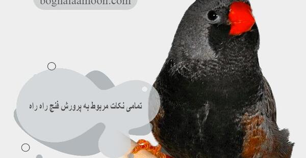 عکس بچه ی فنچ