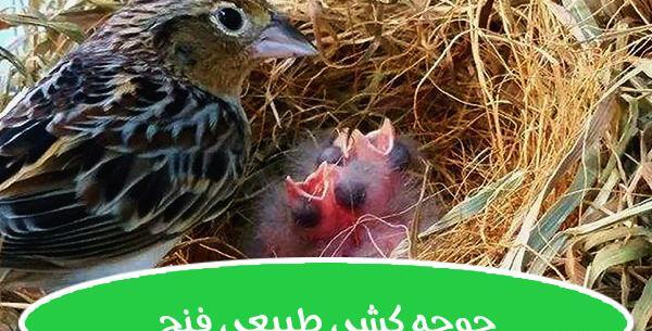 عکس بچه ی فنچ