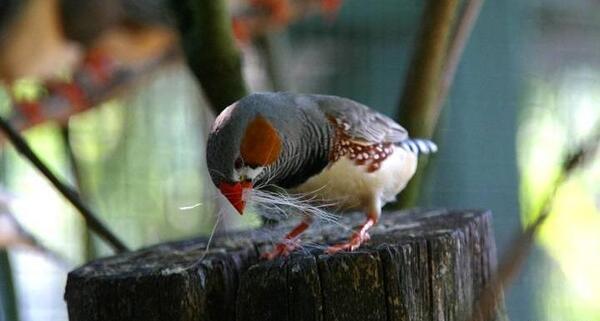 عکس بچه ی فنچ