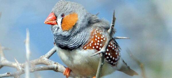 عکس بچه ی فنچ