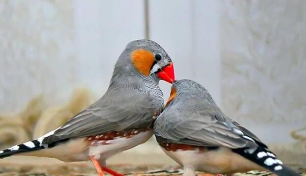عکس بچه ی فنچ