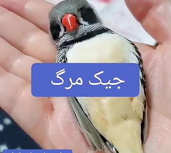 عکس بچه ی فنچ