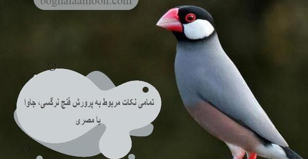 عکس بچه ی فنچ