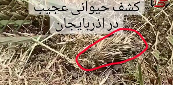 عکس جدیدترین حیوانات کشف شده