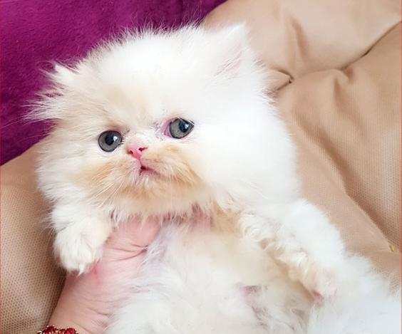 عکس بچه گربه عروسکی