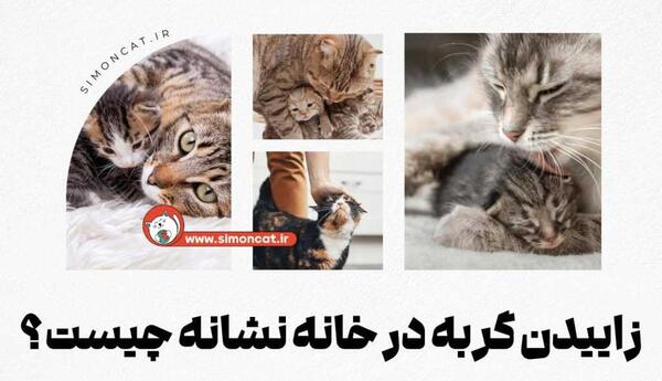 عکس های گربه جن