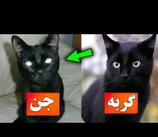 عکس های گربه جن