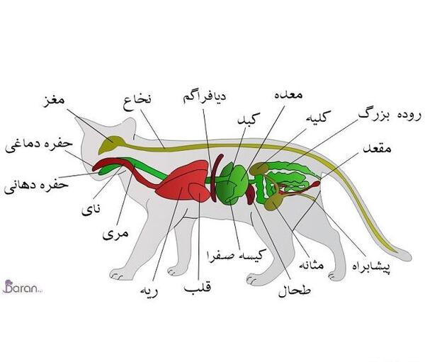 عکس جای پای گربه