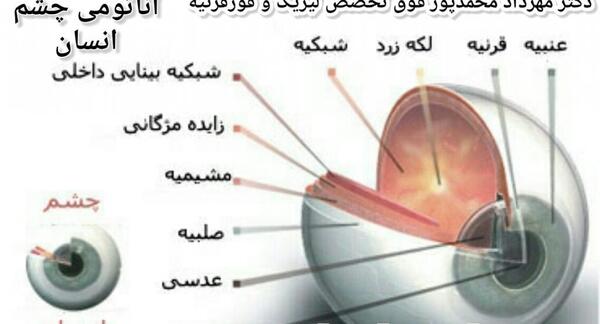 عکس ماهیچه چشم