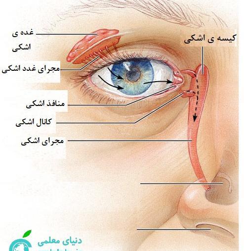 عکس ماهیچه چشم