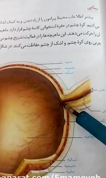 عکس ماهیچه چشم