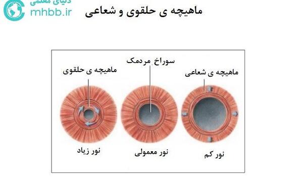عکس ماهیچه چشم