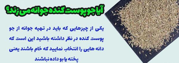 عکس از جو پوست کنده