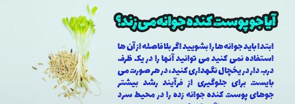 عکس از جو پوست کنده