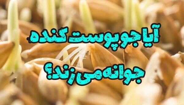 عکس از جو پوست کنده