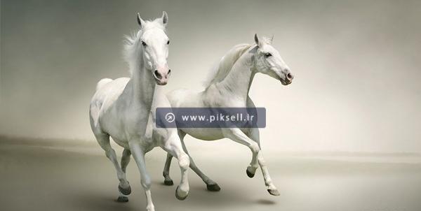 عکس اسب قشنگ برای پروفایل