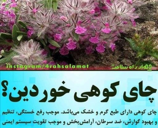 عکس گیاه چای کوهی