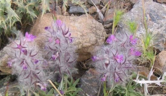 عکس گیاه چای کوهی